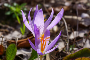 Flowers of the Late Crocus (Crocus serotinus), backlit by sunlight, natural habitat, Portugal