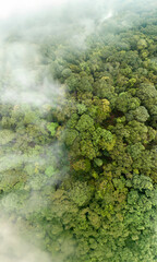 Tropical forests can absorb large amounts of carbon dioxide from the atmosphere.