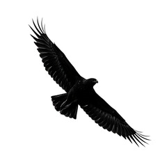 Obraz premium Horned Eagle Silhouette