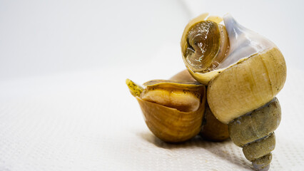 白バイ貝　白背景