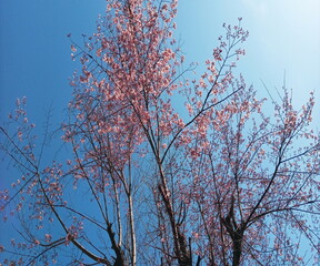 Spring & Cherry Blossom
