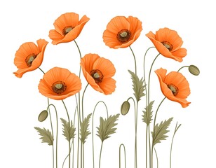 Fototapeta premium Orange Poppies Floral Arrangement