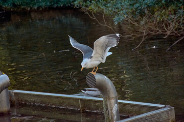 Selective focus shot of a seagull gracefully landing on a pipe at Castrelos park pond