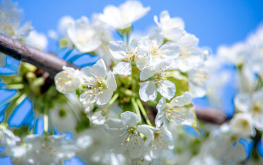 Cherry blossom branch in the garden in spring

