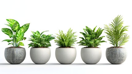 Obraz premium Assortment of exotic plants in pots on a white background