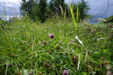 Dense thickets of grass and clover flowers on a sunny summer day in the countryside with a blue sky and trees in the background