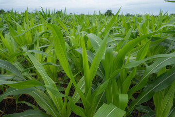 Obraz premium Green Maize Corn Field Plantation in Summer Agricultural Season. Close up of corn on the cob in a field.