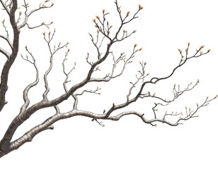 Fototapeta premium Bare Branches with Spring Buds