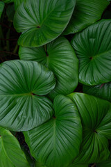 abstract tropical leaf textures on dark tone, natural green background.
