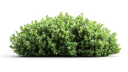 Lush green shrub with detailed foliage on white background