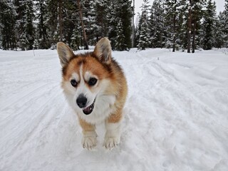 Corgi