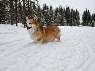 Happy corgi