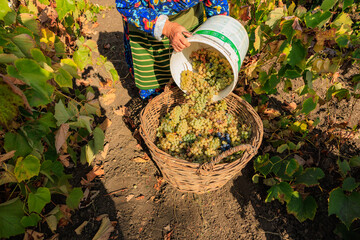 Harvesting white grapes for wine production. Background with selective focus and copy space