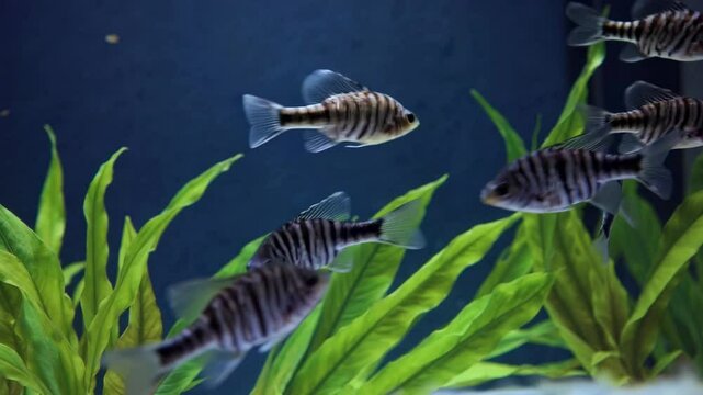 Underwater video of striped fish swimming among green plants, captured from a side angle, showcasing a serene aquatic environment.