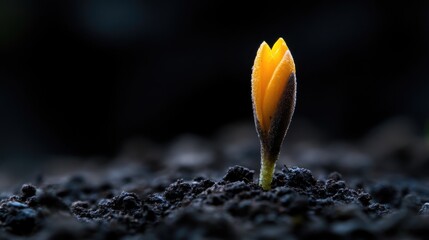 Emerging Spring Bloom