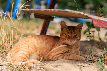 Ginger cat relaxing outdoors under bench in sunny garden