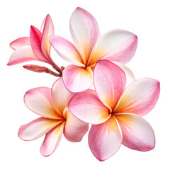 Fototapeta premium Close-up of pink flower against white background