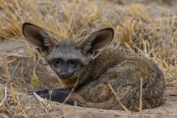 Bat-eared fox resting in Botswana