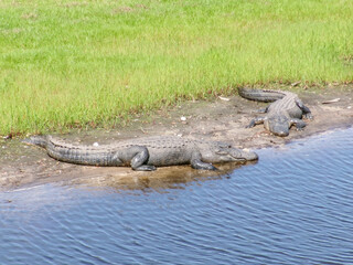 Myakka River State Park