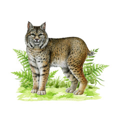 Lynx wild feline on grassy ground with fern leaves painted illustration. Hand drawn bobcat American native wildlife forest animal on white background. Lynx rufus wildcat woodland predator animal