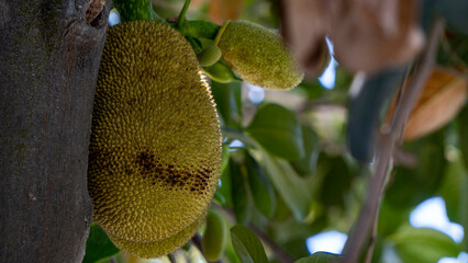 Jackfruit sprouting during the Spring Season in Assam 3