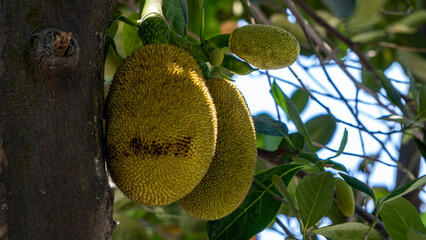 Jackfruit sprouting during the Spring Season in Assam 6