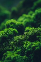 Dense lush dark green foliage photographed in vertical format with botanical shadow play captured in high contrast leaf wallpaper style for moody natural pattern background theme