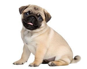 Obraz premium Adorable Pug Puppy Sitting on a Transparent Background.