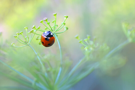 Ladybird and flowering fennel - Powered by Adobe