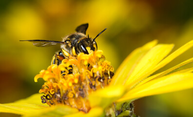 European wool carder bee collecting nectar from a flower