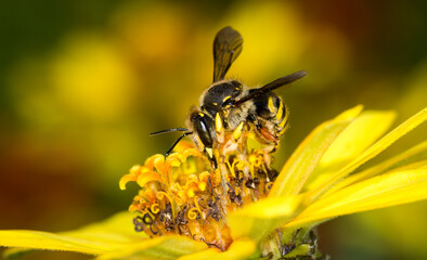 European wool carder bee collecting nectar from a flower