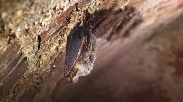 Close up strange animal Greater mouse-eared bat (Myotis myotis) hanging upside down on top of cold brick arched cellar waking up by shaking for warm up just after hibernation. Creative wildlife take