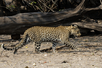 Leopard resting in Chobe, Botswana