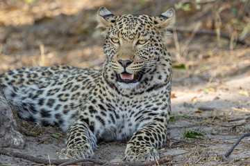 Leopard resting in Chobe, Botswana