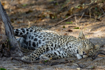 Leopard resting in Chobe, Botswana