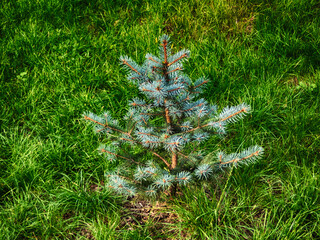 Small fir tree among the grass