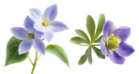 purple flowers and green leaves isolated on white background