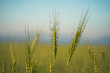 Obraz premium Close-up of green wheat spikes in a field under a clear blue sky, symbolizing growth, agriculture, and the early stages of crop development.