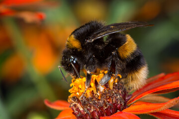 close up of a bumble bee collecting nectar from a flower © Nathan McClunie