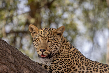 Leopard resting in Chobe, Botswana
