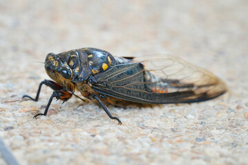 Cicada Insect Photo &ndash; Close-up Cicada Insect Photo for Educational Use | High-Quality Cicada Insect Photo for Nature and Science Content