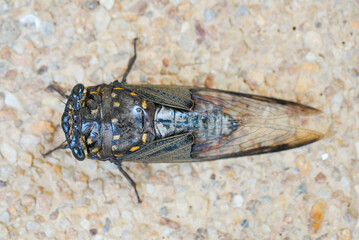Cicada Insect Photo – Close-up Cicada Insect Photo for Educational Use | High-Quality Cicada Insect Photo for Nature and Science Content