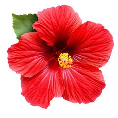 red hibiscus flower with green leaf on white background