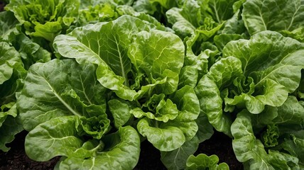 Vibrant green romaine lettuce growing in a garden.