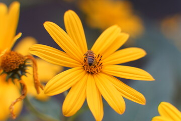 close up of a beautiful fluffy bumble bee sitting on a bright yellow summer wild flowers. High quality photo