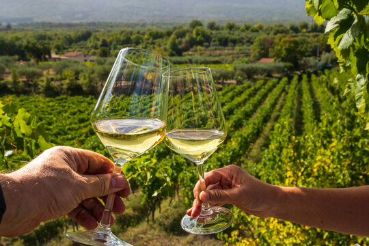 Cheers with white wine glasses in Sicilian vineyard celebrating harvest season