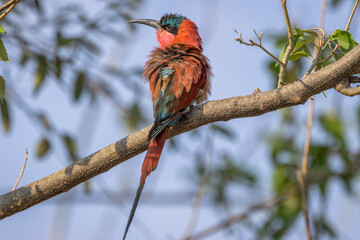 Southern carmine bee-eater on branch