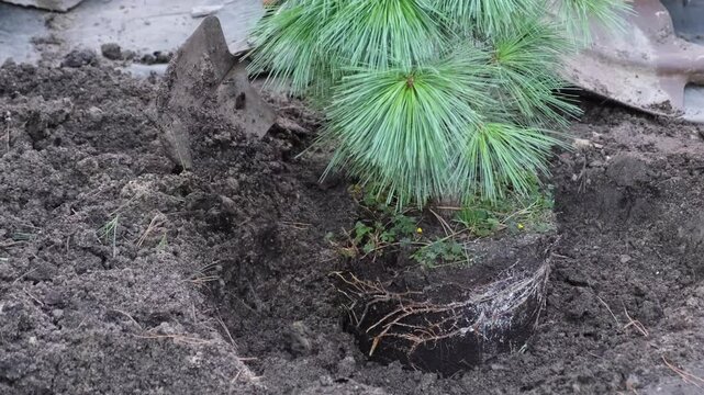 The process of planting a white pine Withhorse in the ground
