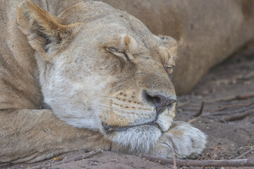 Lioness resting in Chobe, Botswana