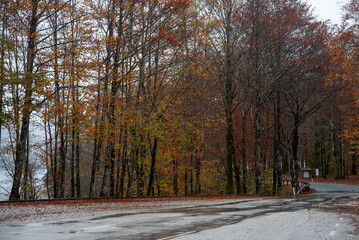 Rural road passing through autumn forest. Slovenia
